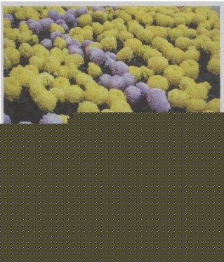 ջ