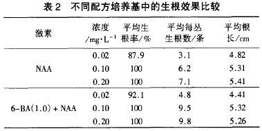飛白竹2